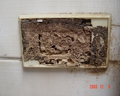蟻泥-白蟻跑到管路-插座開關分泌蟻酸，腐蝕pvc包覆，造成電線短路